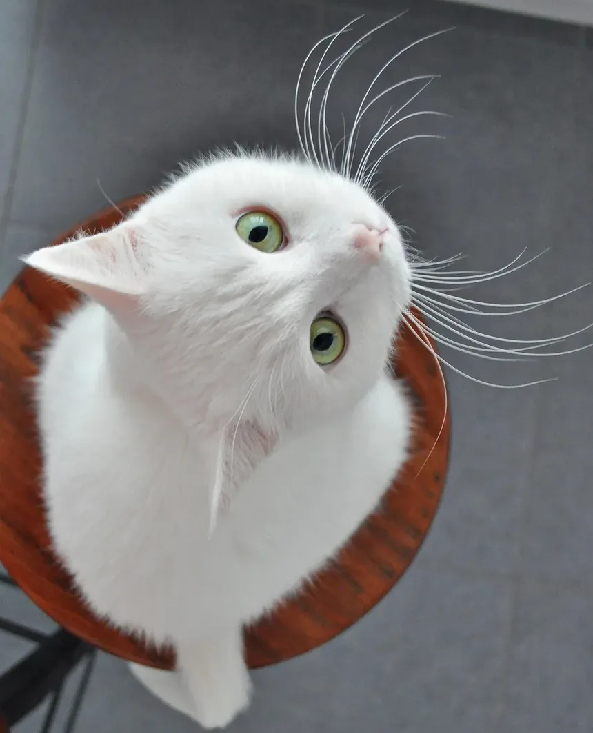 A Melhor Maneira de Limpar os Dentes e Gengivas dos Gatos