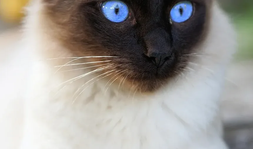 A Melhor Maneira de Limpar os Dentes e Gengivas dos Gatos
