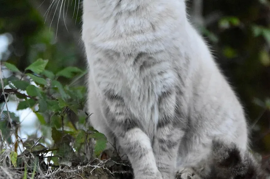 A Melhor Maneira de Limpar os Dentes e Gengivas dos Gatos