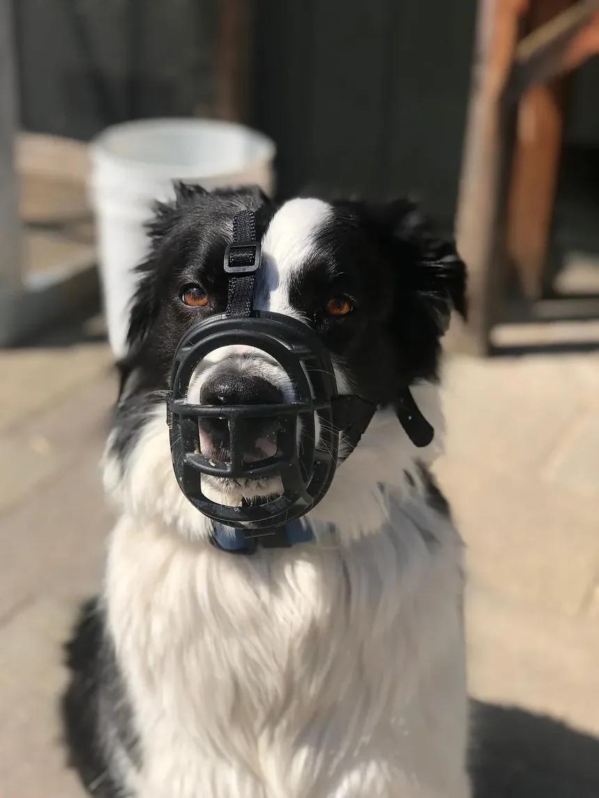 Coceira na Pele do Cachorro Após Tratamento contra Pulgas: Causas e Soluções
