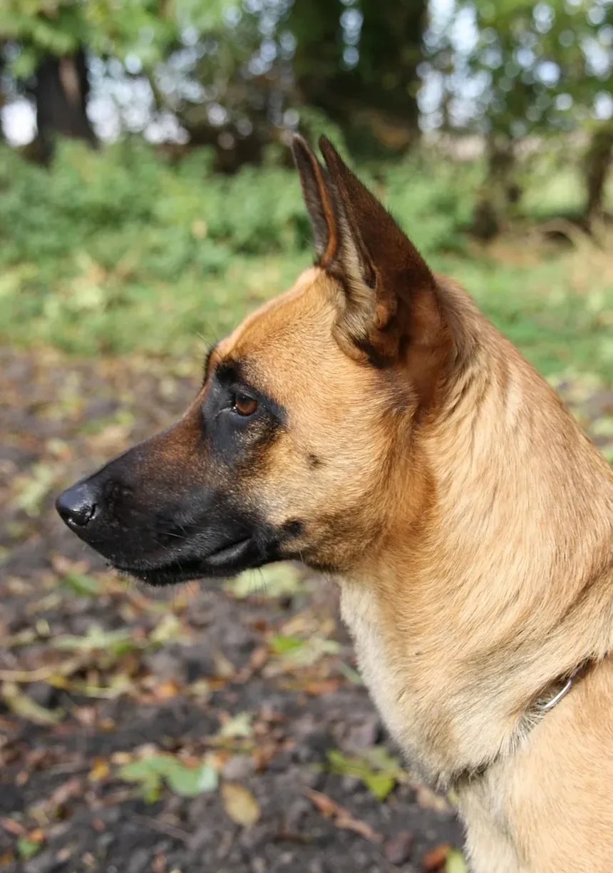 Coceira na Pele do Cachorro Após Tratamento contra Pulgas: Causas e Soluções