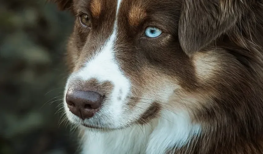 Coceira na Pele do Cachorro Após Tratamento contra Pulgas: Causas e Soluções