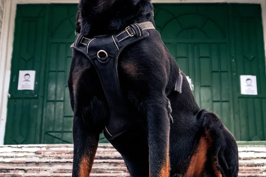Coceira na Pele do Cachorro Após Tratamento contra Pulgas: Causas e Soluções