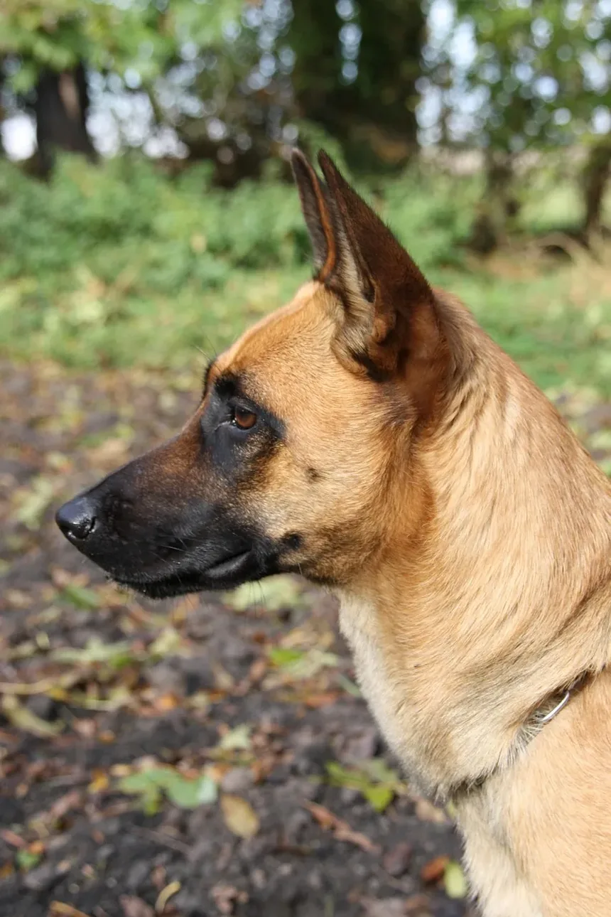 Sintomas de Doenças por Carrapatos em Cães: Um Guia Completo