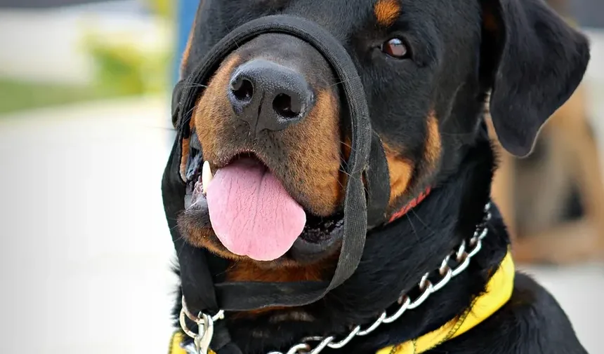 Sintomas de Doenças por Carrapatos em Cães: Um Guia Completo