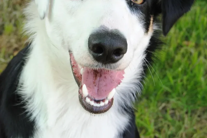 Sintomas de Doenças por Carrapatos em Cães: Um Guia Completo