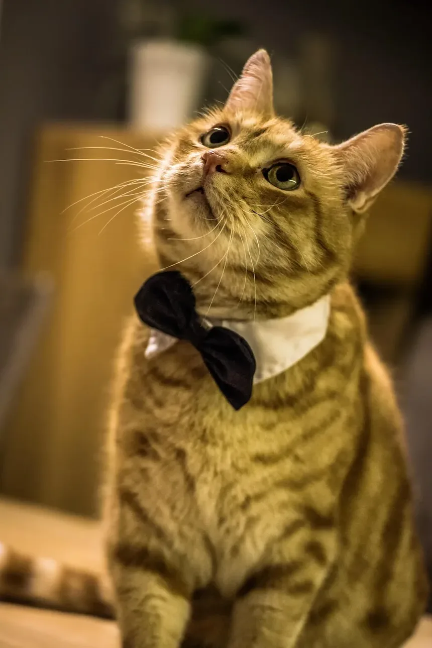 Como Saber Se Meu Gato Está Sendo Envenenado?