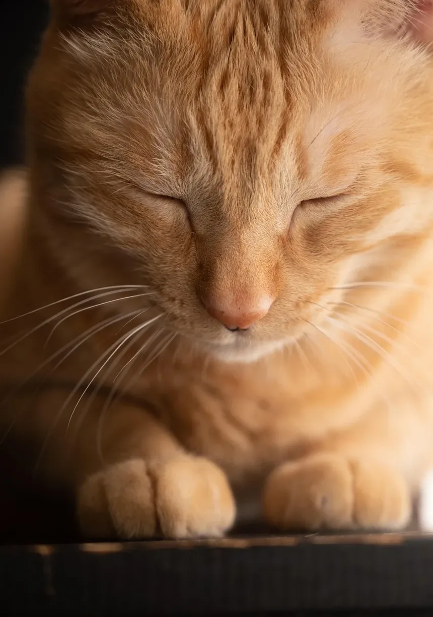 Como Saber Se Meu Gato Está Sendo Envenenado?