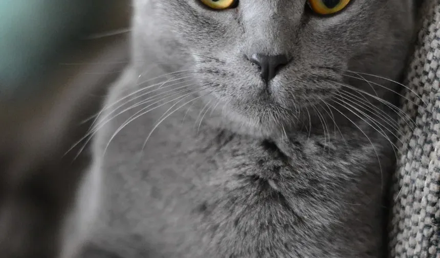 Como Saber Se Meu Gato Está Sendo Envenenado?