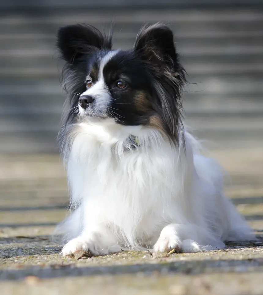 Quanto Tempo Leva para Eliminar Pulgas de Cachorro: Um Guia Completo