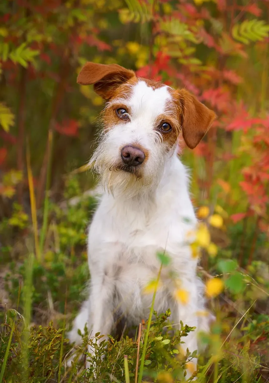 Quanto Tempo Leva para Eliminar Pulgas de Cachorro: Um Guia Completo