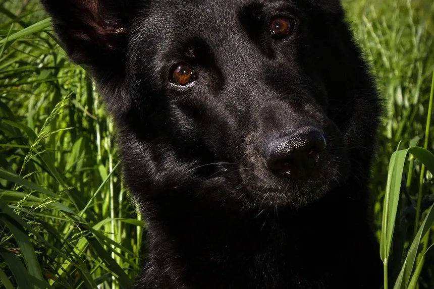 Quanto Tempo Leva para Eliminar Pulgas de Cachorro: Um Guia Completo