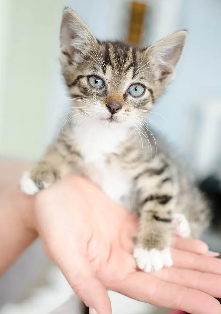 Como Escovar os Dentes dos Gatos: Um Guia por Jackson Galaxy