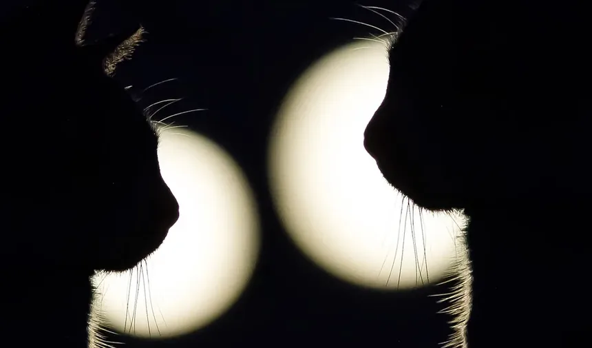 Como Escovar os Dentes dos Gatos: Um Guia por Jackson Galaxy