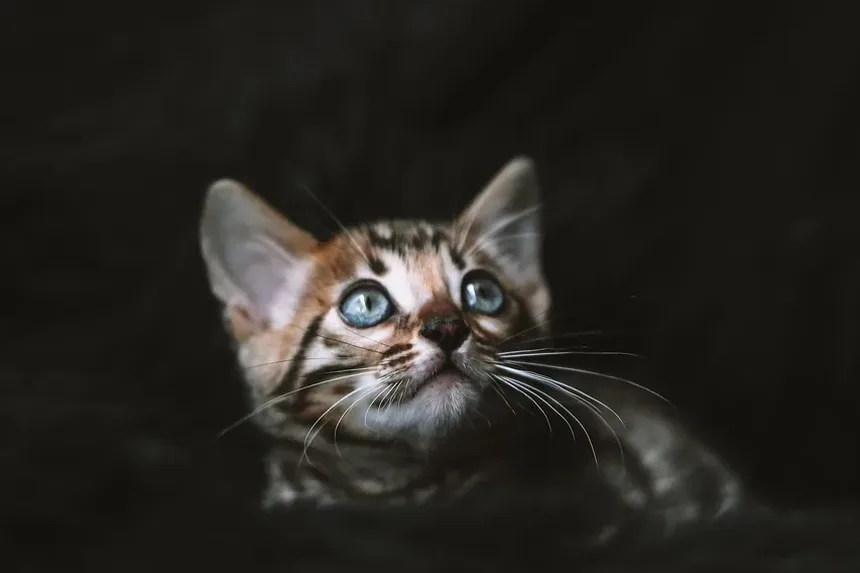 Como Escovar os Dentes dos Gatos: Um Guia por Jackson Galaxy