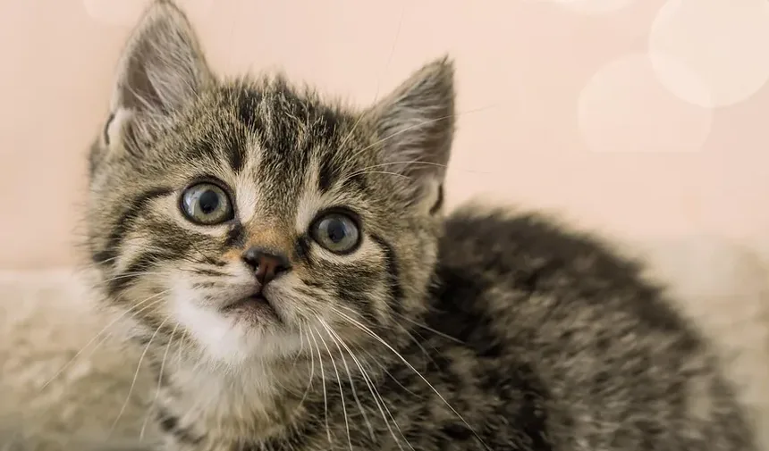 Como Acalmar um Gato Ansioso no Carro: Estratégias Abrangentes