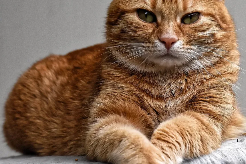 Como Acalmar um Gato Ansioso no Carro: Estratégias Abrangentes