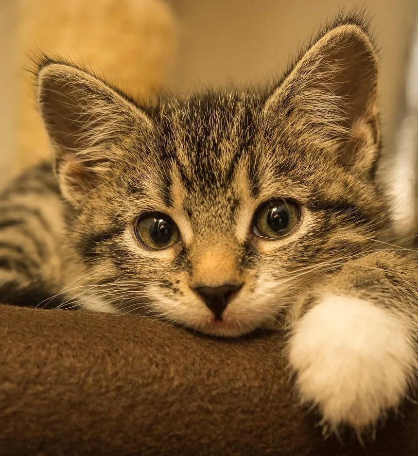 Como Limpar Infecção por Levedura no Ouvido do Gato: Um Guia Completo