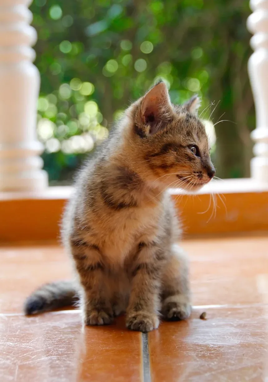 Como Limpar Infecção por Levedura no Ouvido do Gato: Um Guia Completo