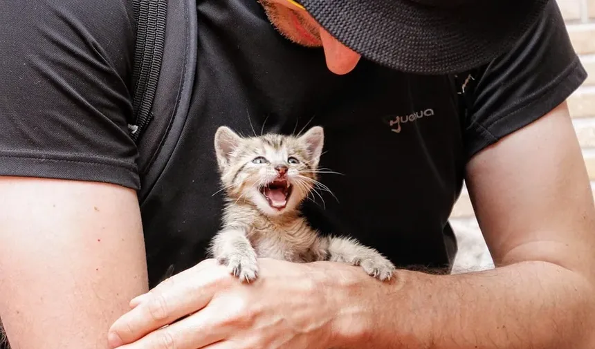 Como Limpar Infecção por Levedura no Ouvido do Gato: Um Guia Completo