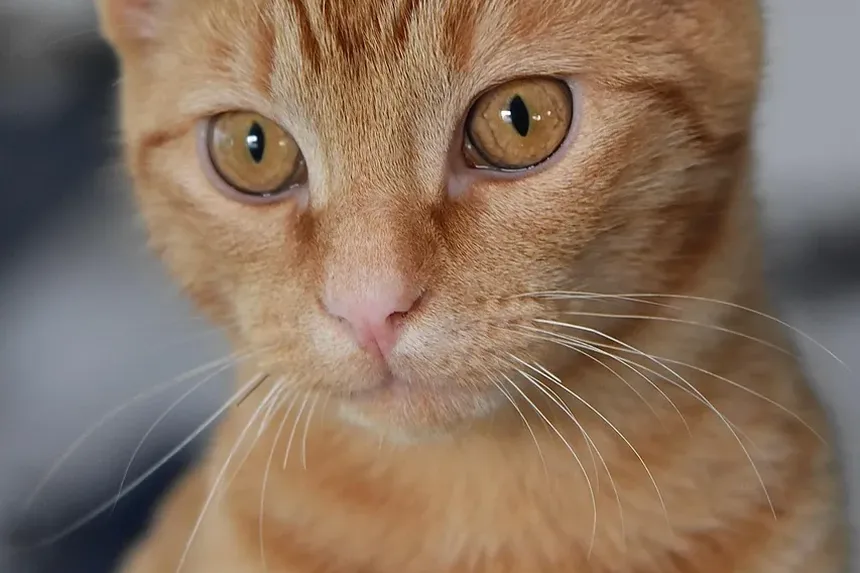Como Limpar Infecção por Levedura no Ouvido do Gato: Um Guia Completo