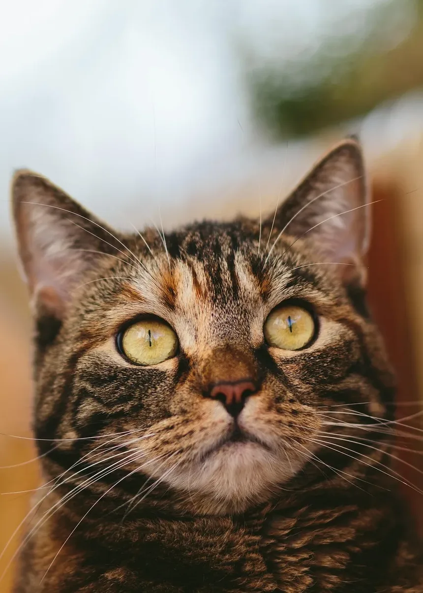 Como Limpar as Orelhas do Gato com Água Oxigenada: Um Guia Completo