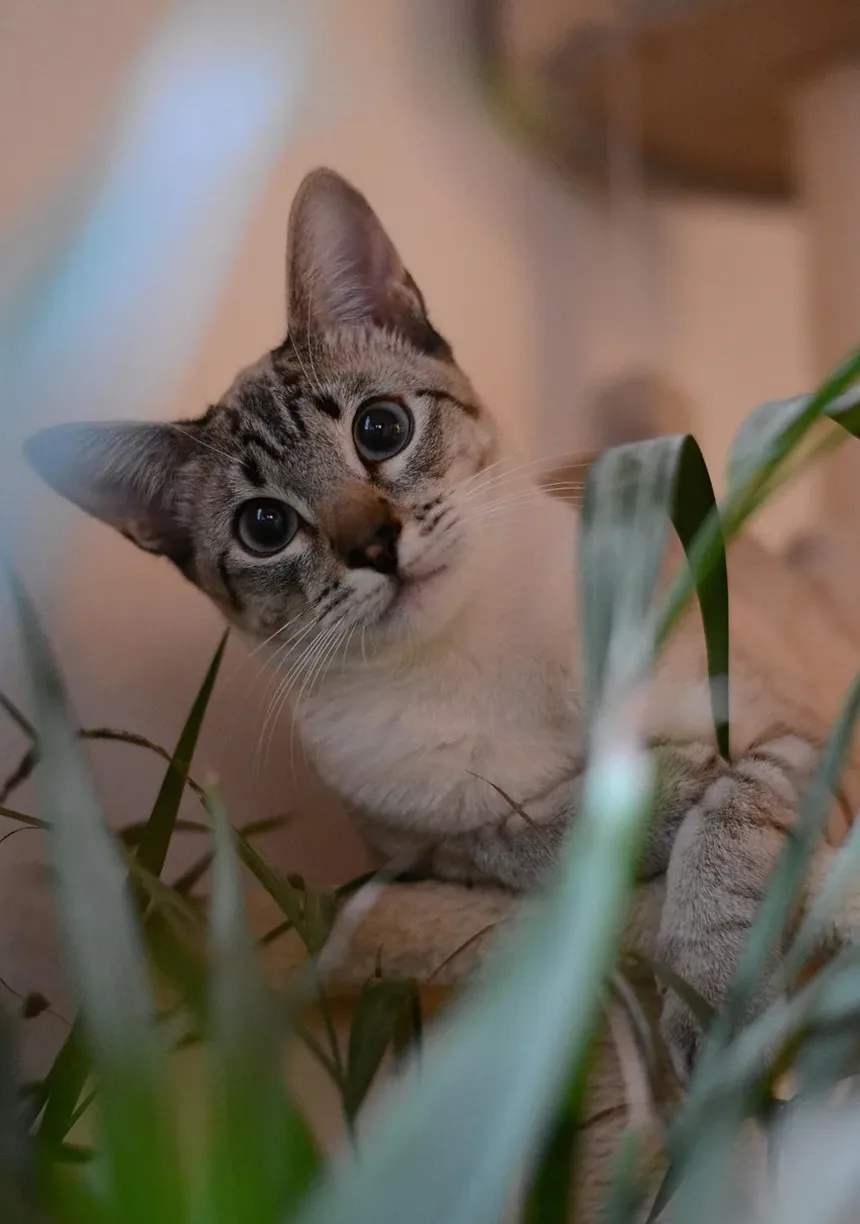 Como Limpar as Orelhas do Gato com Água Oxigenada: Um Guia Completo