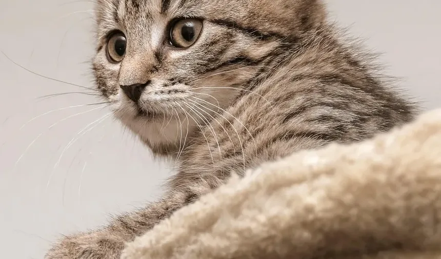 Como Limpar as Orelhas do Gato com Água Oxigenada: Um Guia Completo