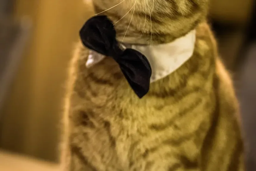 Como Limpar as Orelhas do Gato com Água Oxigenada: Um Guia Completo