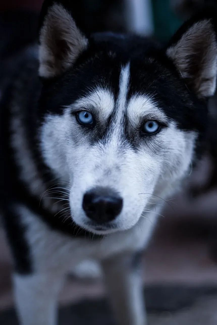 Como Cortar as Unhas do Cachorro com Protetor: Um Guia Completo