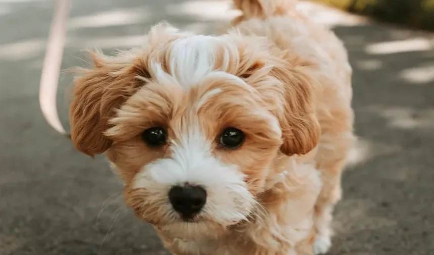 Como Cortar as Unhas do Cachorro com Protetor: Um Guia Completo