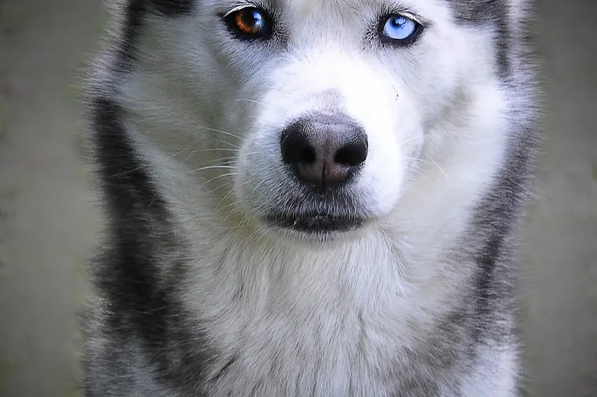Como Cortar as Unhas do Cachorro com Protetor: Um Guia Completo