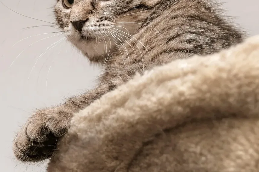 Como Cortar as Unhas do Gato com Cortadores Comuns: Um Guia Completo