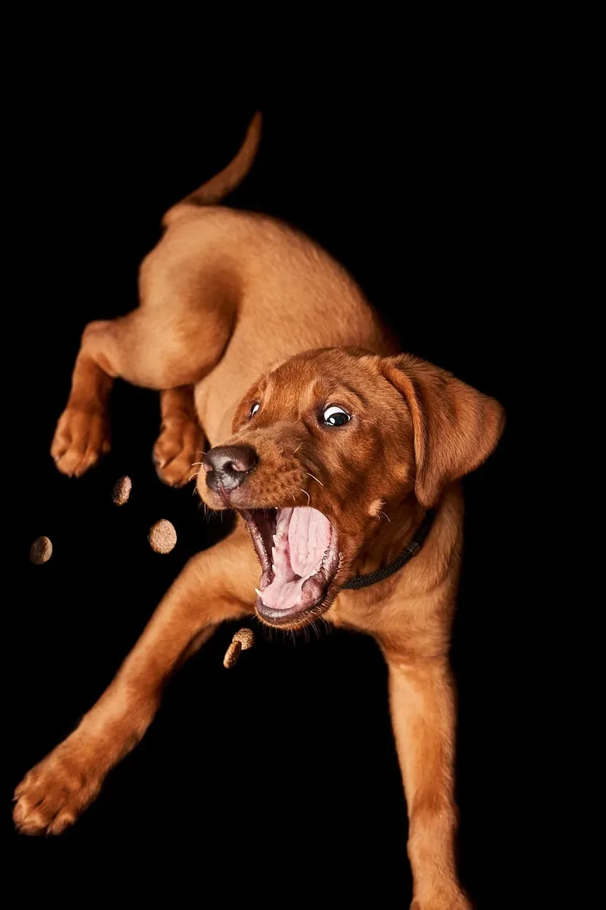 Como Cortar as Unhas do Cachorro com o Cortador Gonicc: Um Guia Completo