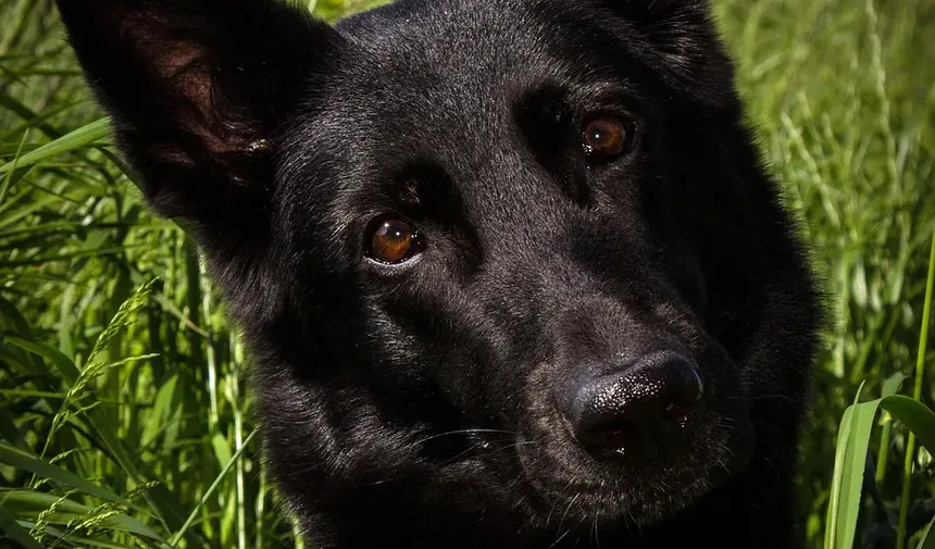 Como Cortar as Unhas do Cachorro com o Cortador Gonicc: Um Guia Completo