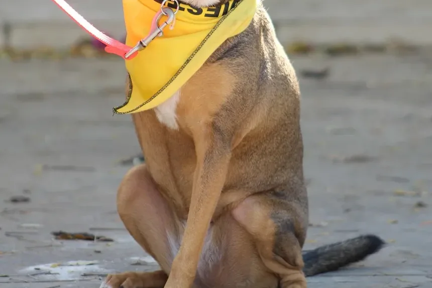 Como Cortar as Unhas do Cachorro com o Cortador Gonicc: Um Guia Completo