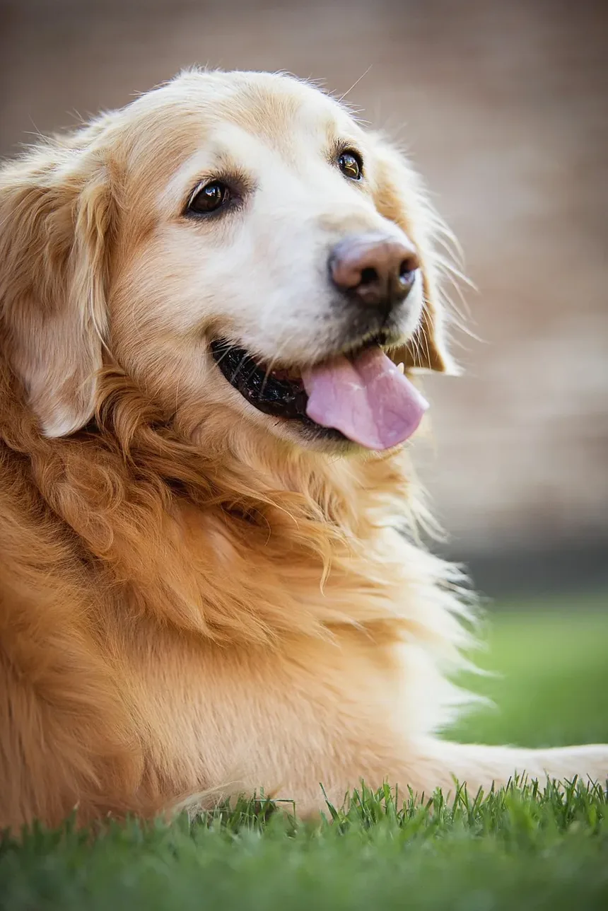 Como Tratar Piolhos e Pulgas em Cães: Um Guia Completo