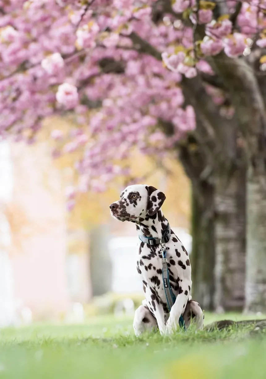 Como Tratar Piolhos e Pulgas em Cães: Um Guia Completo