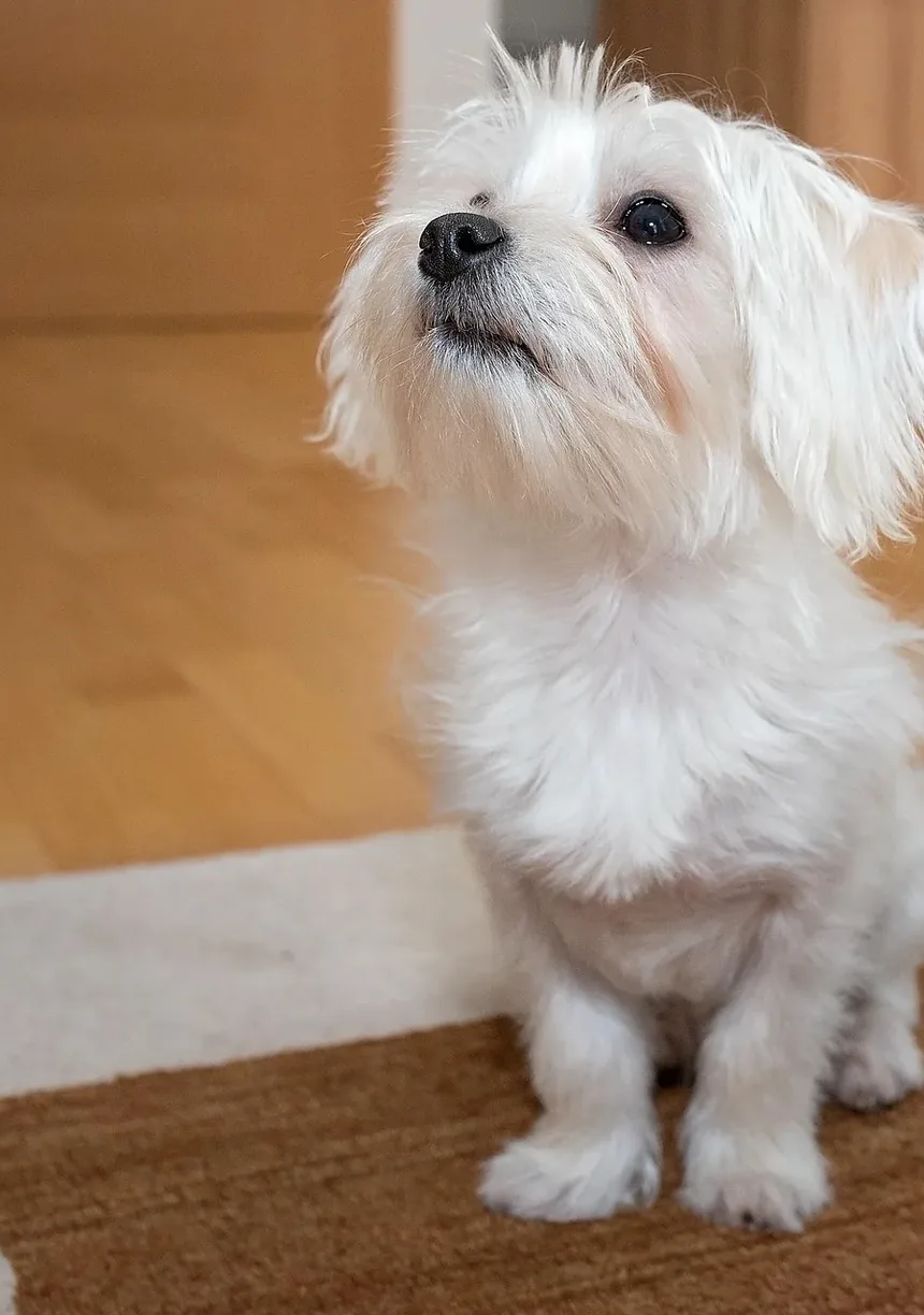 Remédios Eficazes para Coceira na Pele de Cães: Um Guia Completo