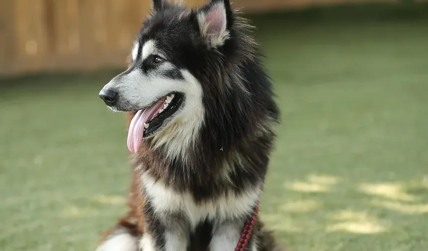 Remédios Eficazes para Coceira na Pele de Cães: Um Guia Completo