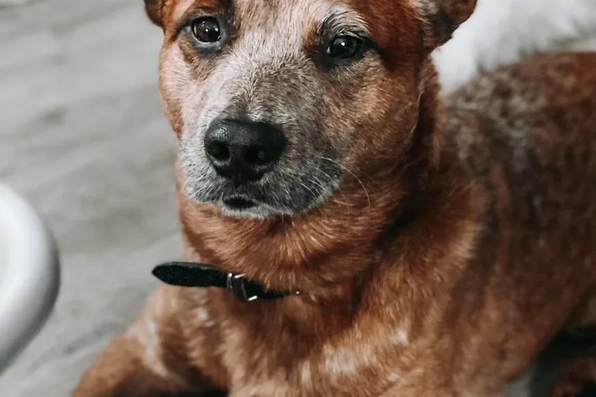 Remédios Eficazes para Coceira na Pele de Cães: Um Guia Completo