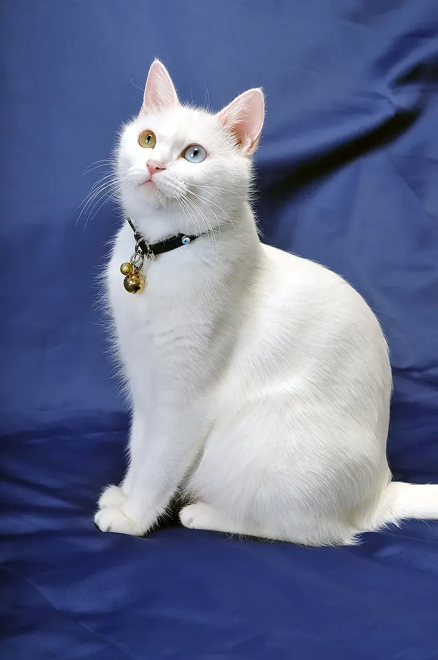Sinais de Envenenamento do Sangue por Mordida de Gato: O Que Observar