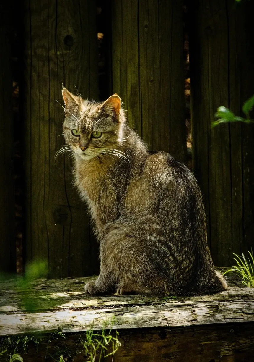 Sinais de Envenenamento do Sangue por Mordida de Gato: O Que Observar