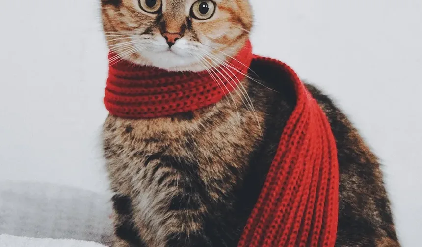 Sinais de Envenenamento do Sangue por Mordida de Gato: O Que Observar