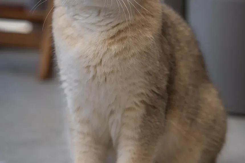 Sinais de Envenenamento do Sangue por Mordida de Gato: O Que Observar