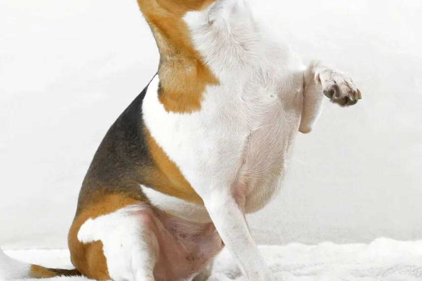 Sintomas de Intoxicação por Amônia Proveniente da Urina de Cães