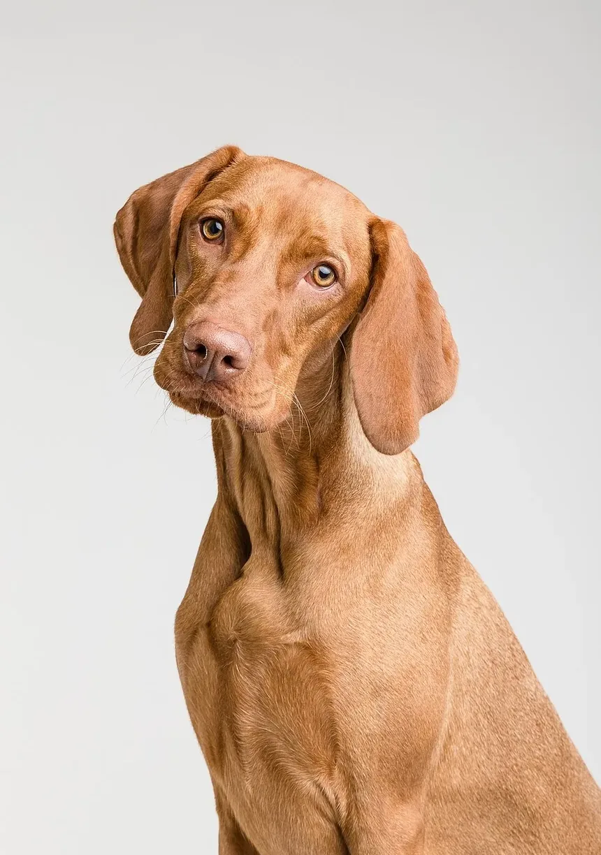 Por que meu cachorro está com coceira na pele?