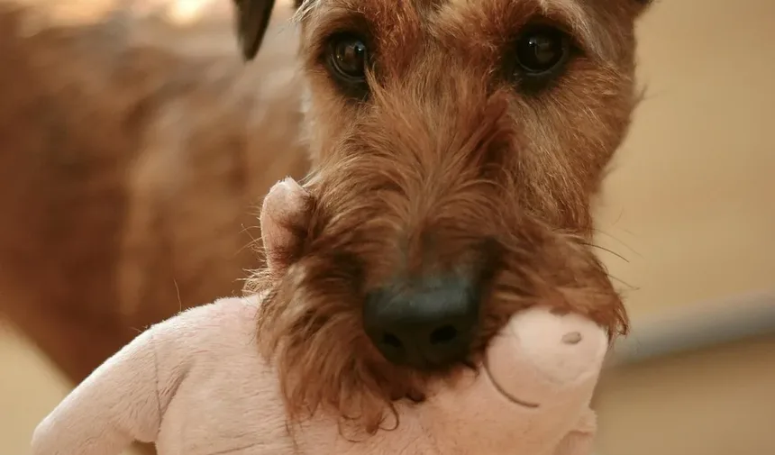 Por que meu cachorro está com coceira na pele?