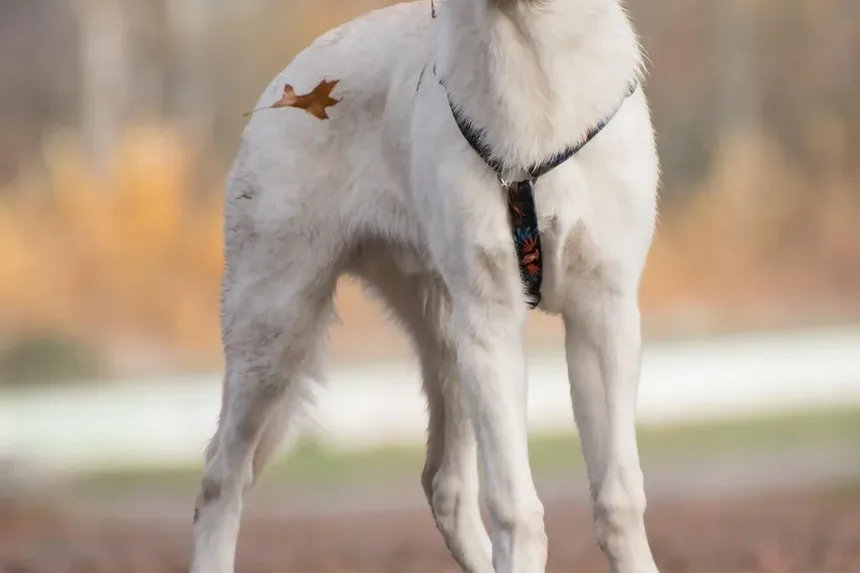 Por que meu cachorro está com coceira na pele?
